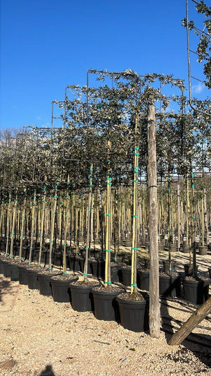 QUERCUS S. ILEX
