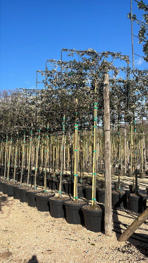 QUERCUS S. ILEX