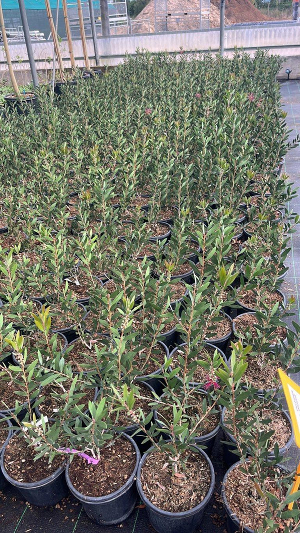 CALLISTEMON VIOLACEUS