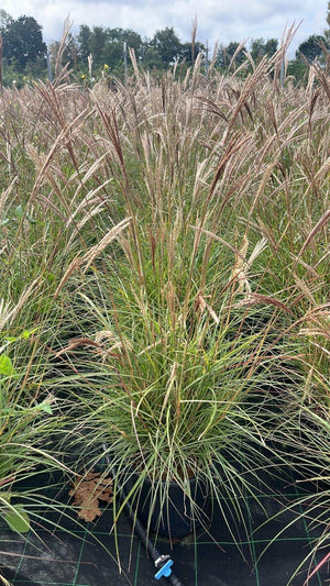 MISCANTHUS SINENSIS RED CHIEF