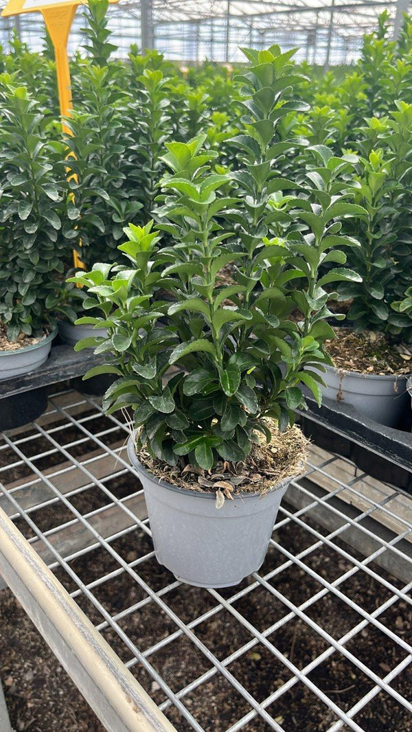 EUONYMUS JAPONICUS BENKOMASAKI