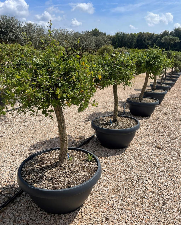 QUERCUS S. SUBER