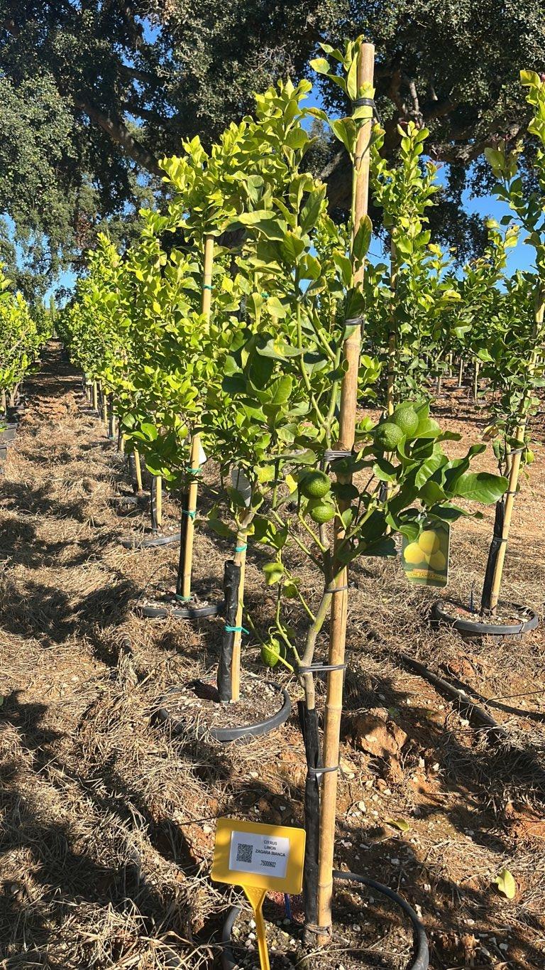 CITRUS LIMON ZAGARA BIANCA