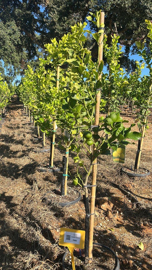 CITRUS LIMON ZAGARA BIANCA