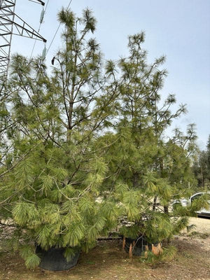 PINUS WALLICHIANA