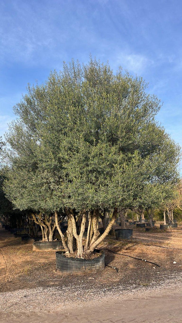 OLEA EUROPEA SYLVESTRIS