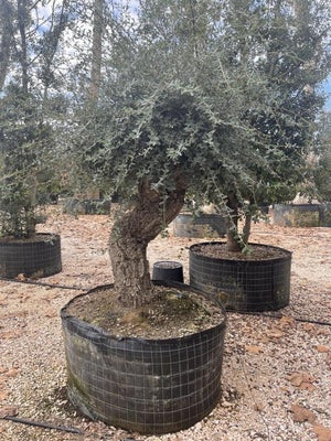 QUERCUS S. SUBER