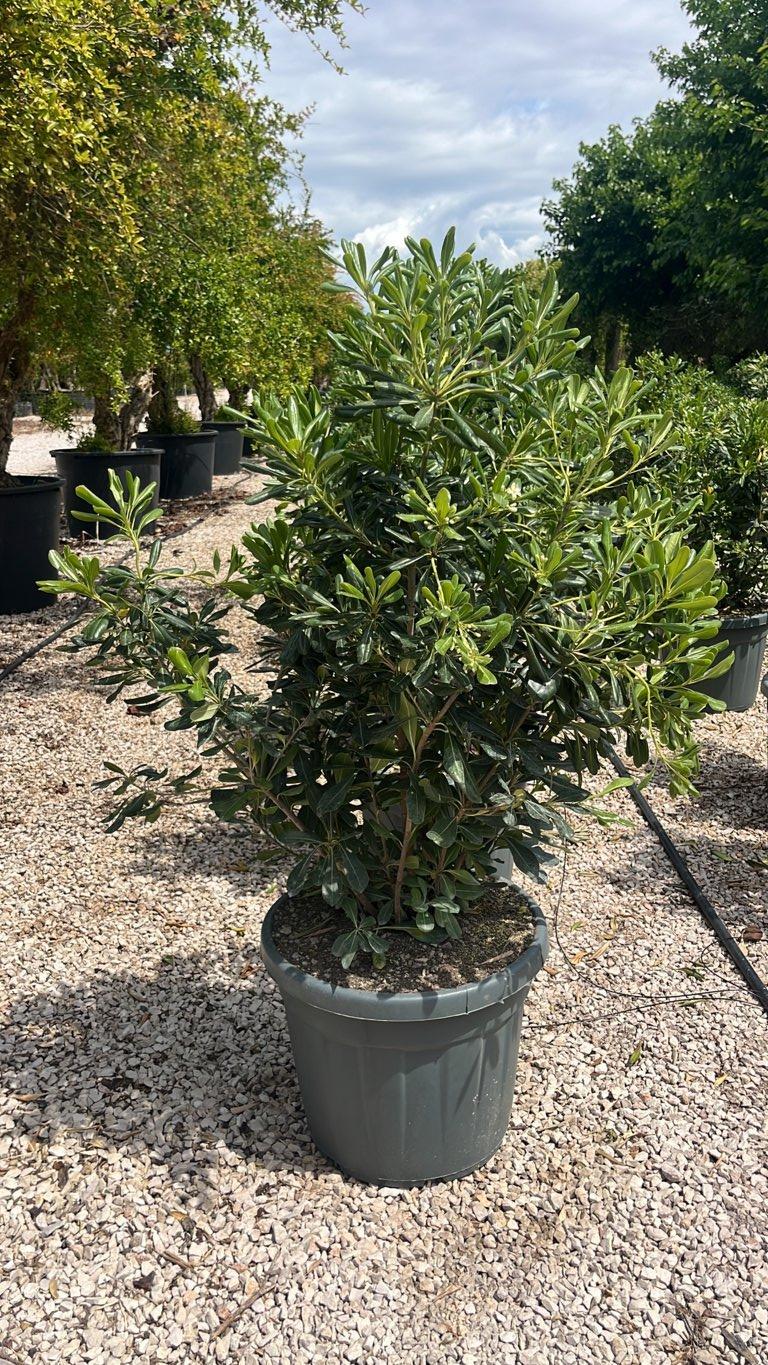 PITTOSPORUM TOBIRA