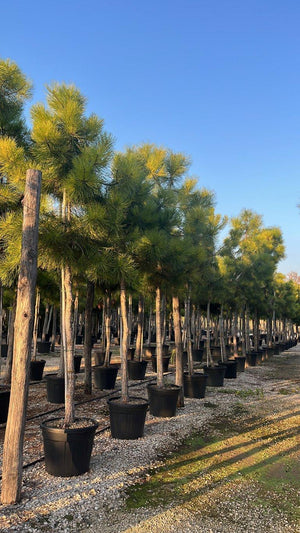 PINUS PINASTER