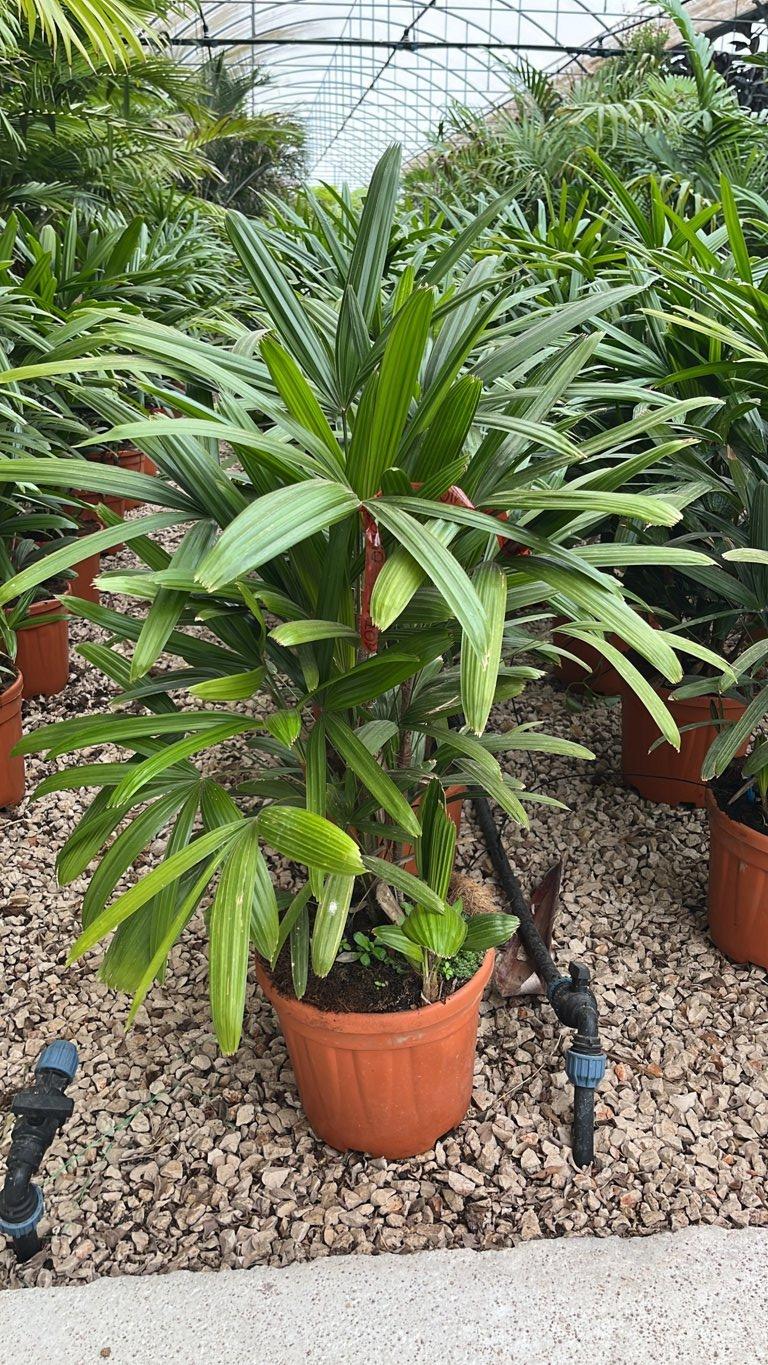 RHAFIS EXCELSA