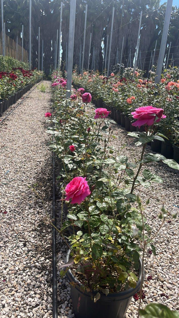 ROSA NAOMI RENAISSANCE