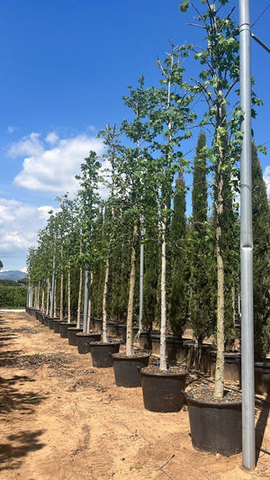 LIQUIDAMBAR STYRACIFLUA