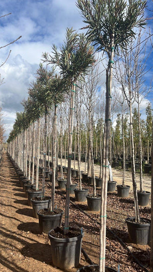 NERIUM OLEANDER PAPA GAMBETTA