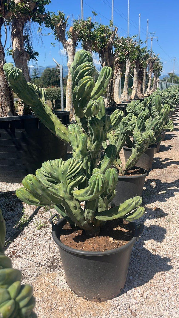 MYRTILLOCACTUS GEOMETRIZANS F. CRISTATA