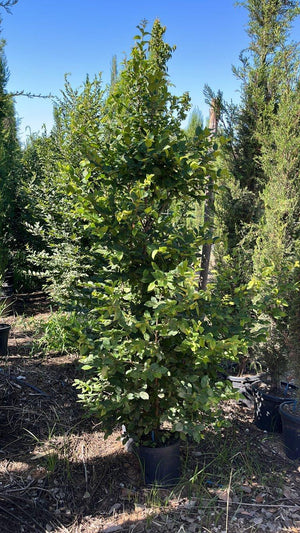 CARPINUS BETULUS