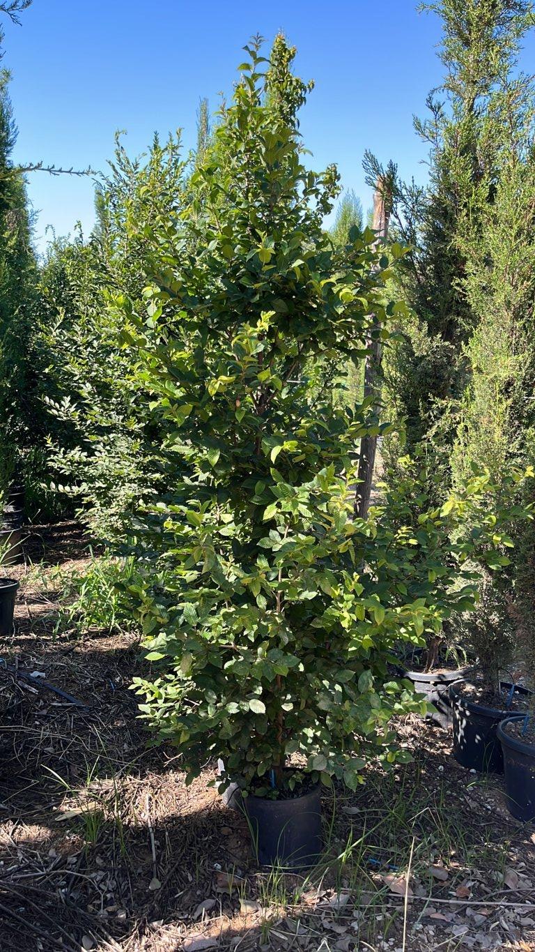 CARPINUS BETULUS