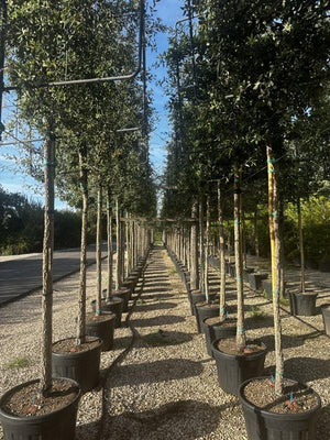 QUERCUS S. SUBER