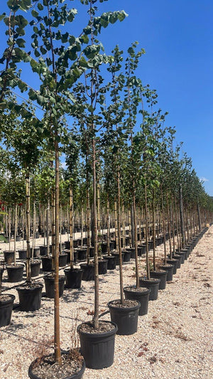TILIA CORDATA GREENSPIRE