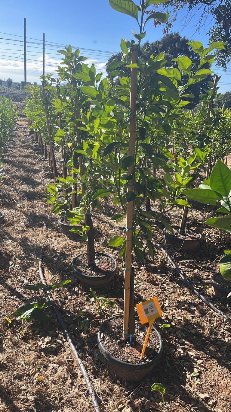 CITRUS SINENSIS TAROCCO