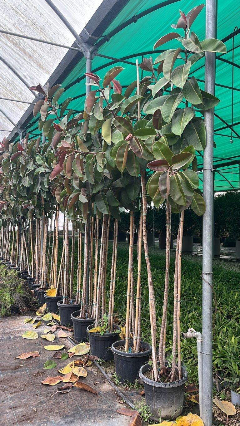 FICUS S. ELASTICA