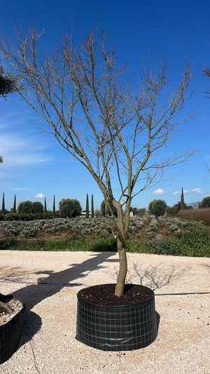 ACER PALMATUM VIRIDIS