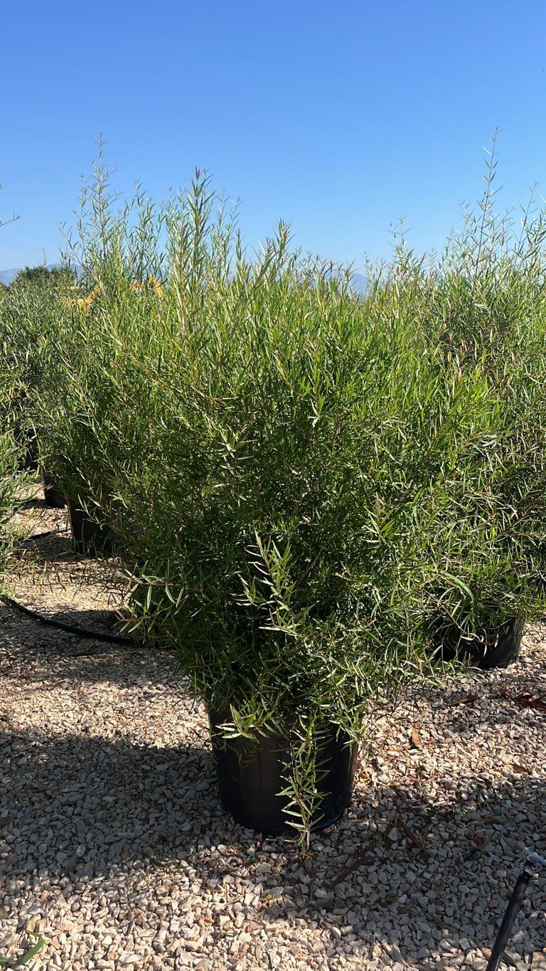 PHYLLIREA ANGUSTIFOLIA
