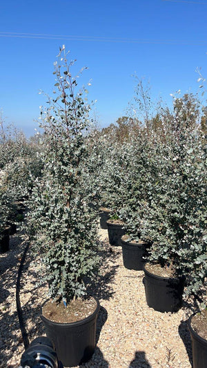 EUCALYPTUS GUNNII