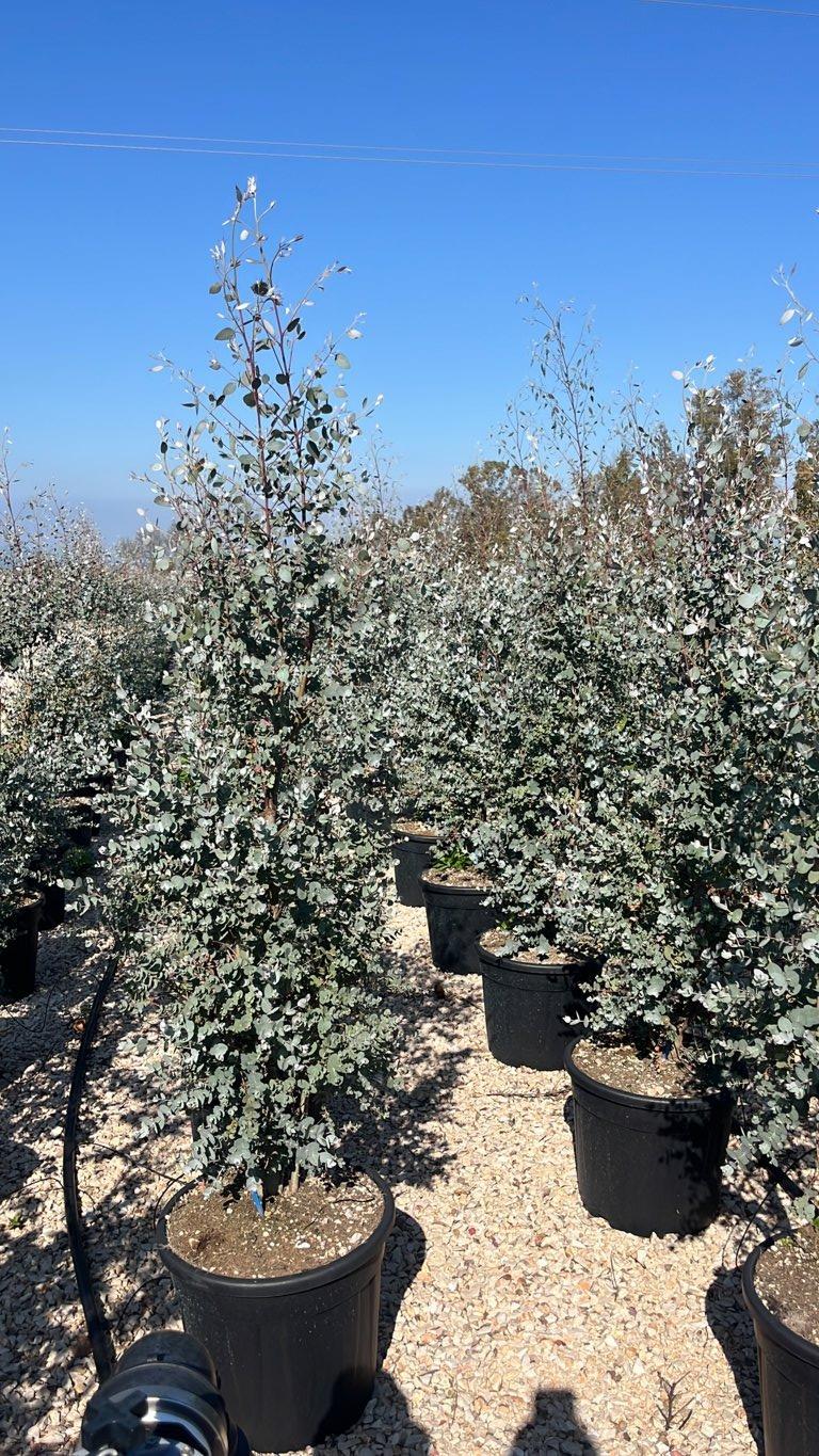 EUCALYPTUS GUNNII
