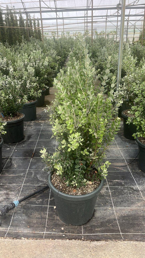 METROSIDEROS EXCELSA