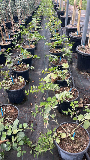 CAPPARIS SPINOSA