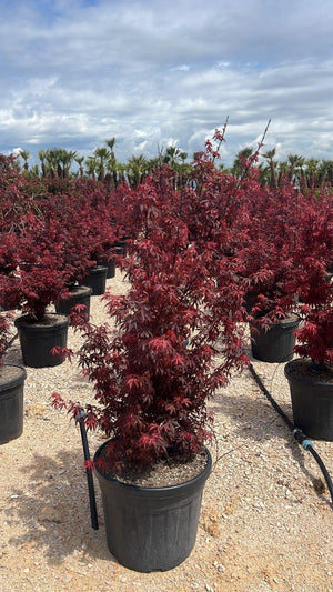 ACER PALMATUM SKEETERS BROOM Cespuglio - altezza 75/100 cm, vaso 55 litri