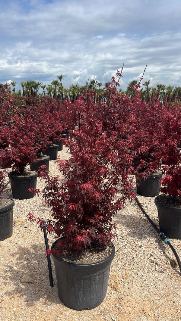 ACER PALMATUM SKEETERS BROOM Cespuglio - altezza 75/100 cm, vaso 55 litri