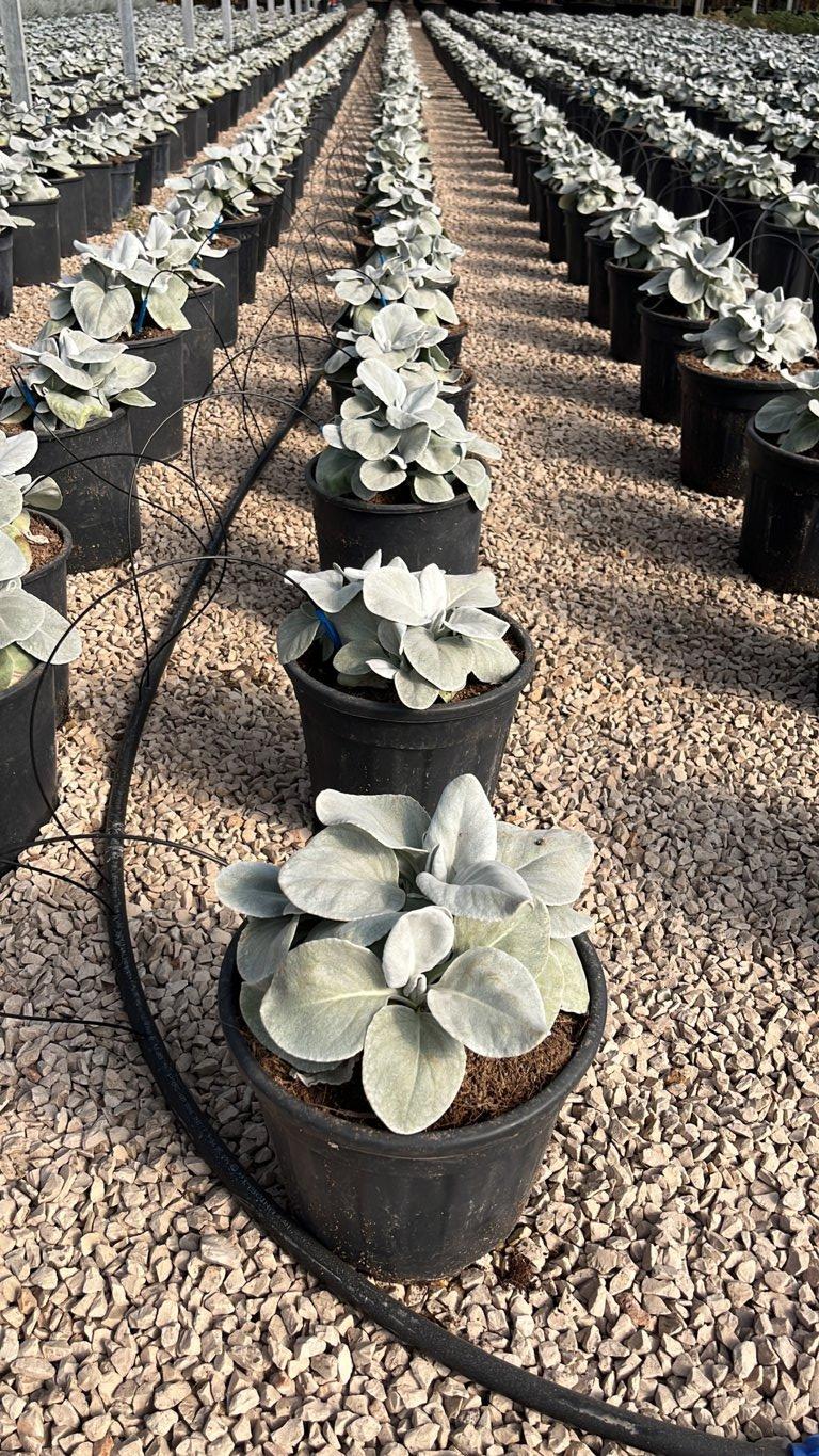 SENECIO CANDICANS ANGEL WINGS