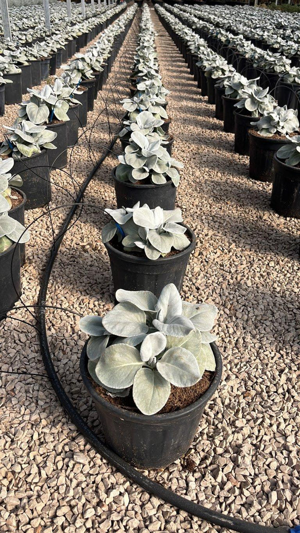 SENECIO CANDICANS ANGEL WINGS