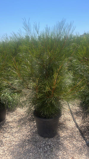 GREVILLEA JOHNSONII