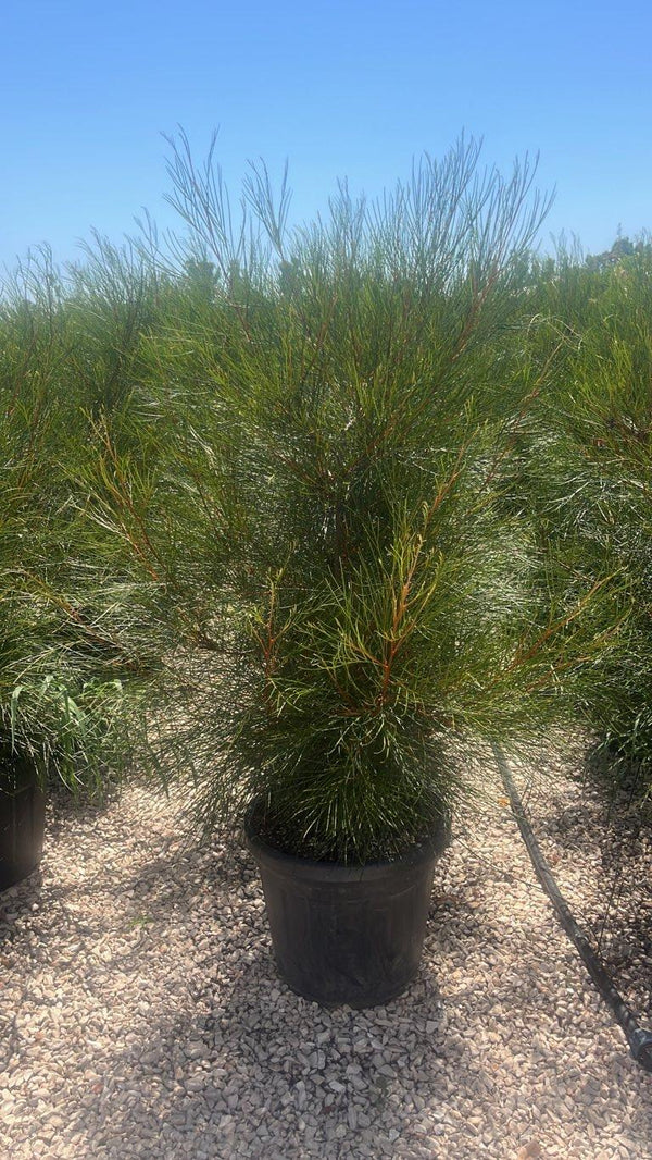 GREVILLEA JOHNSONII