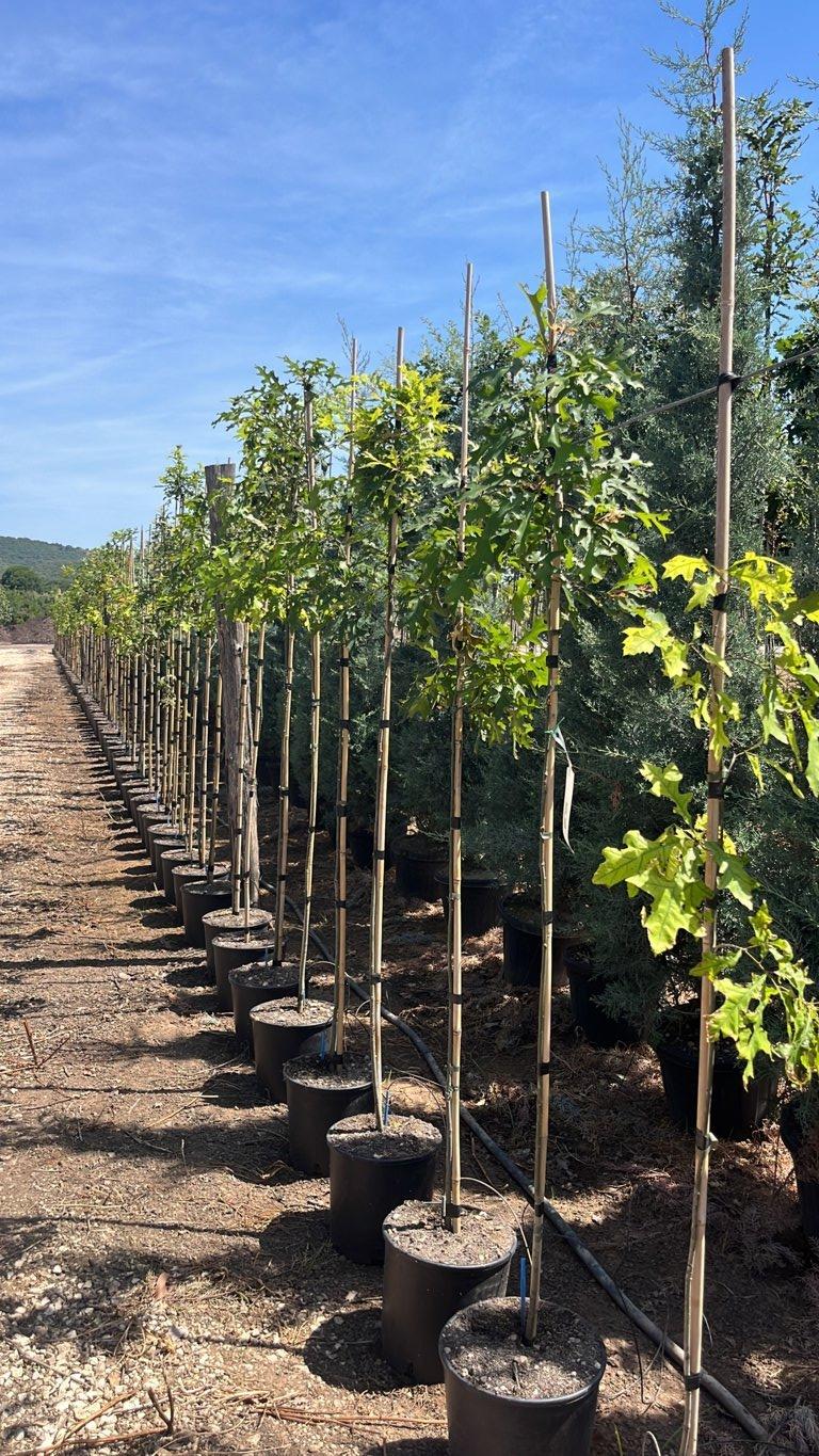 QUERCUS F.C PALUSTRIS