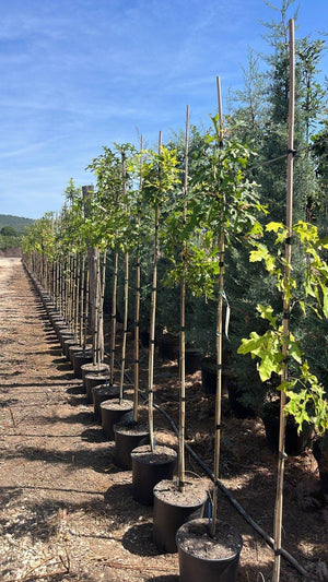 QUERCUS F.C PALUSTRIS