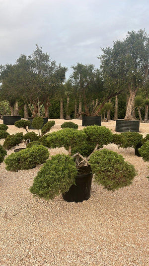 JUNIPERUS