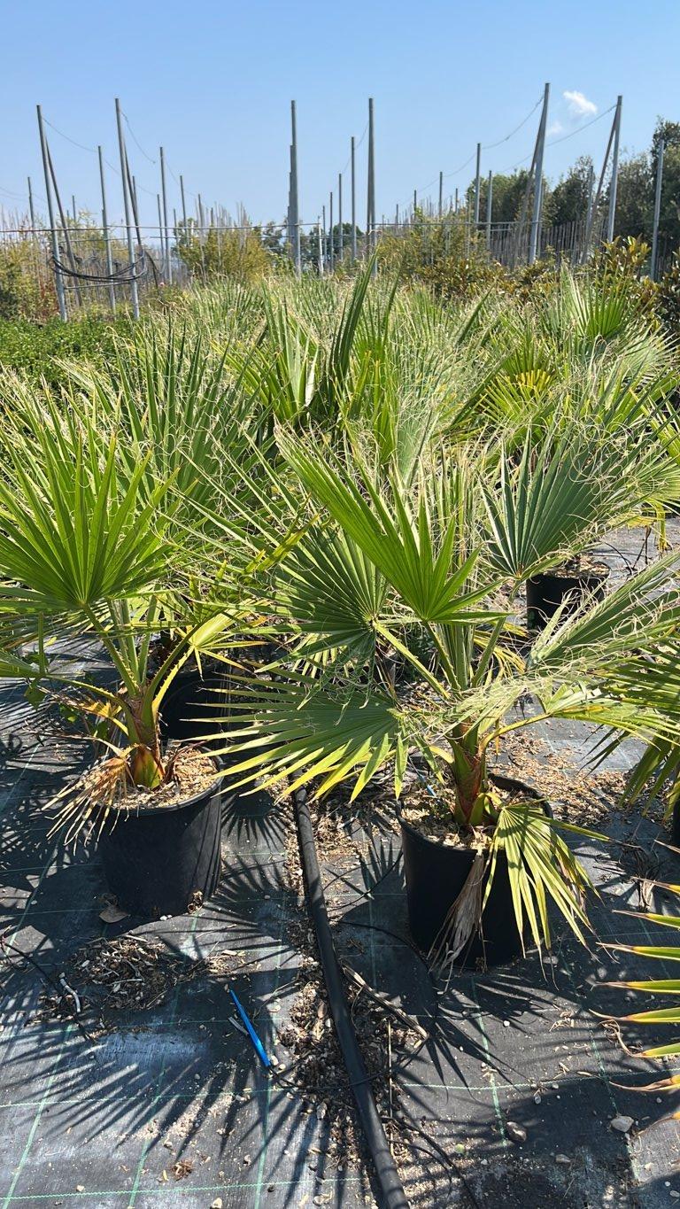 WASHINGTONIA FILIFERA