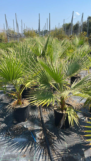 WASHINGTONIA FILIFERA