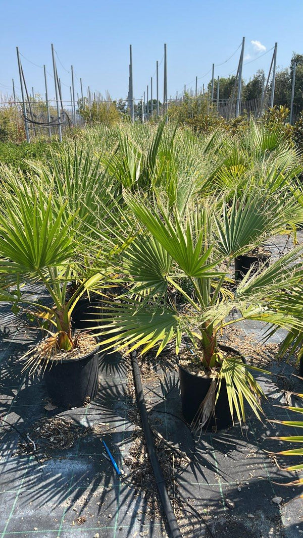 WASHINGTONIA FILIFERA