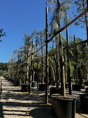 CASUARINA EQUISETIFOLIA