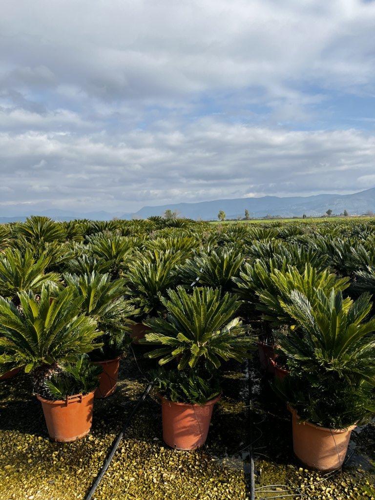 CYCAS REVOLUTA