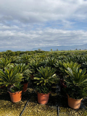 CYCAS REVOLUTA
