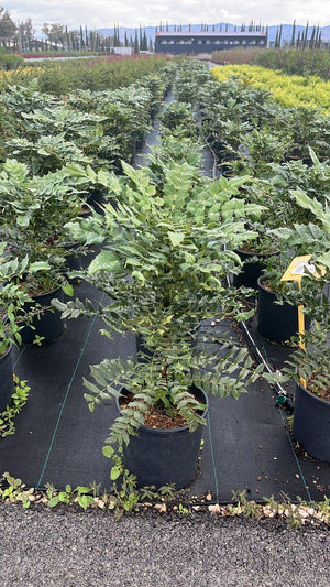 MAHONIA X MEDIA WINTER SUN