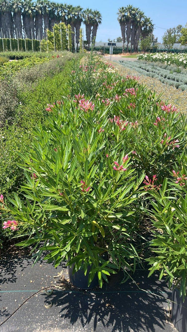 NERIUM OLEANDER NANA ROSA INTENSO