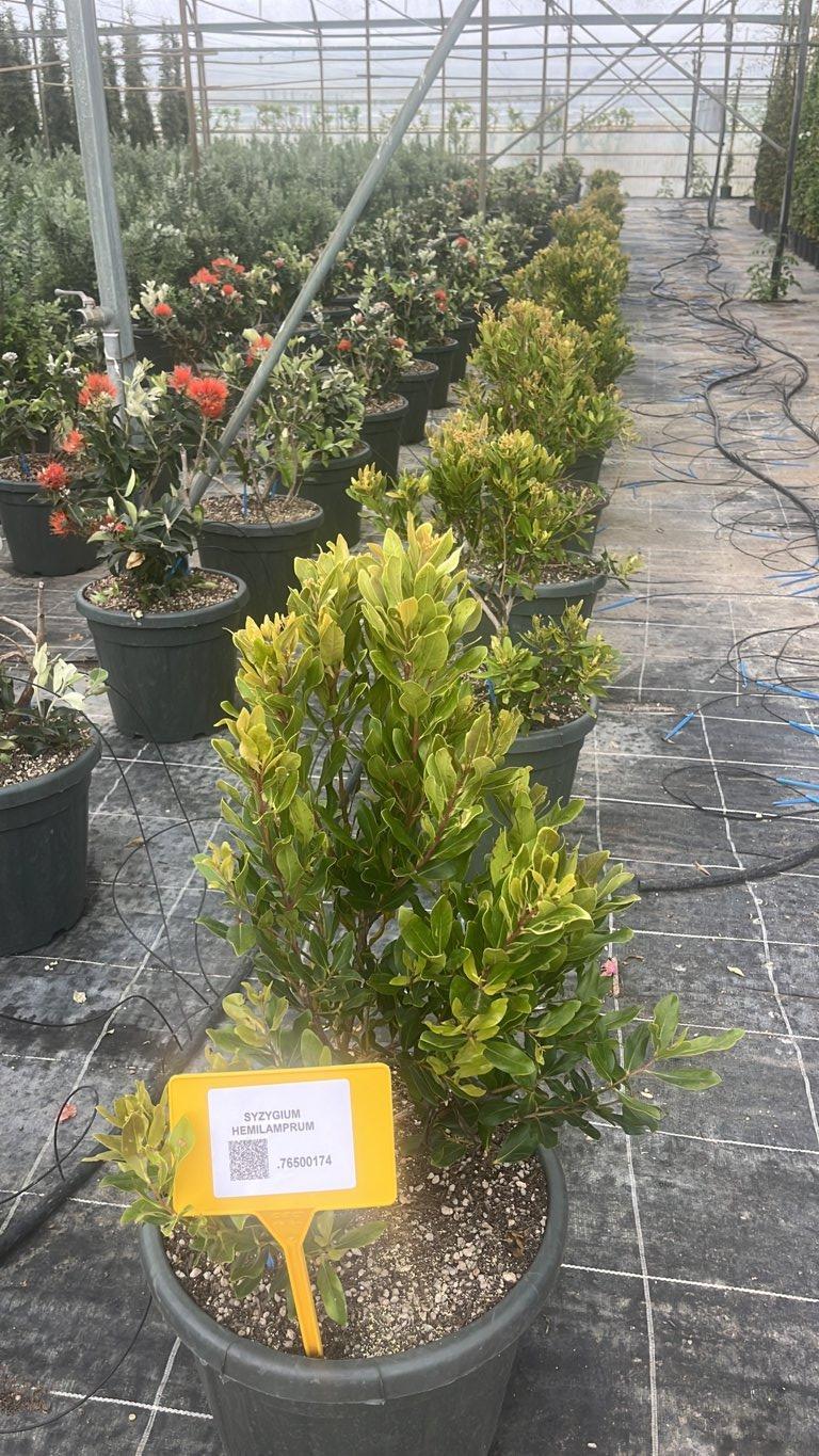 SYZYGIUM HEMILAMPRUM