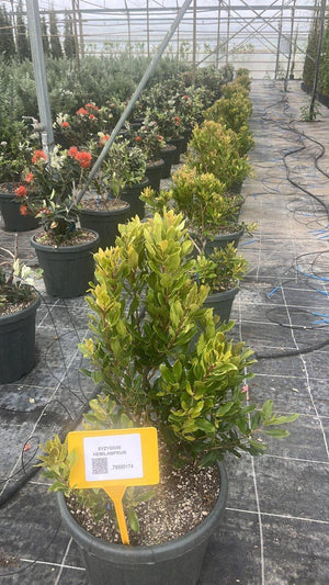 SYZYGIUM HEMILAMPRUM