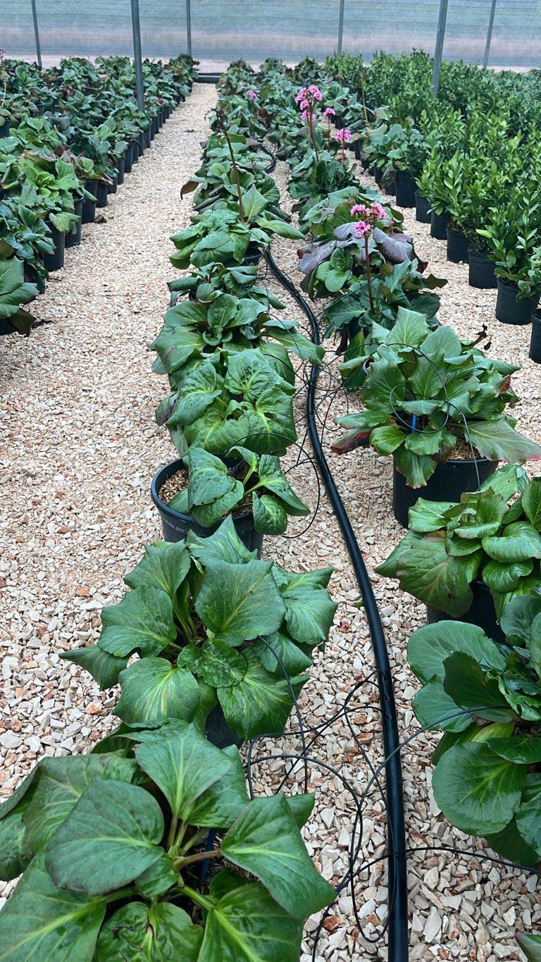 BERGENIA CORDIFOLIA